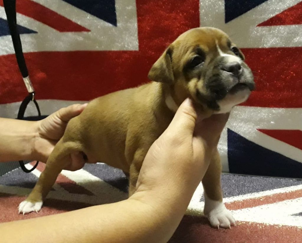 Chiots 
